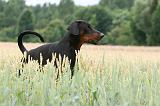 DOBERMANN 222